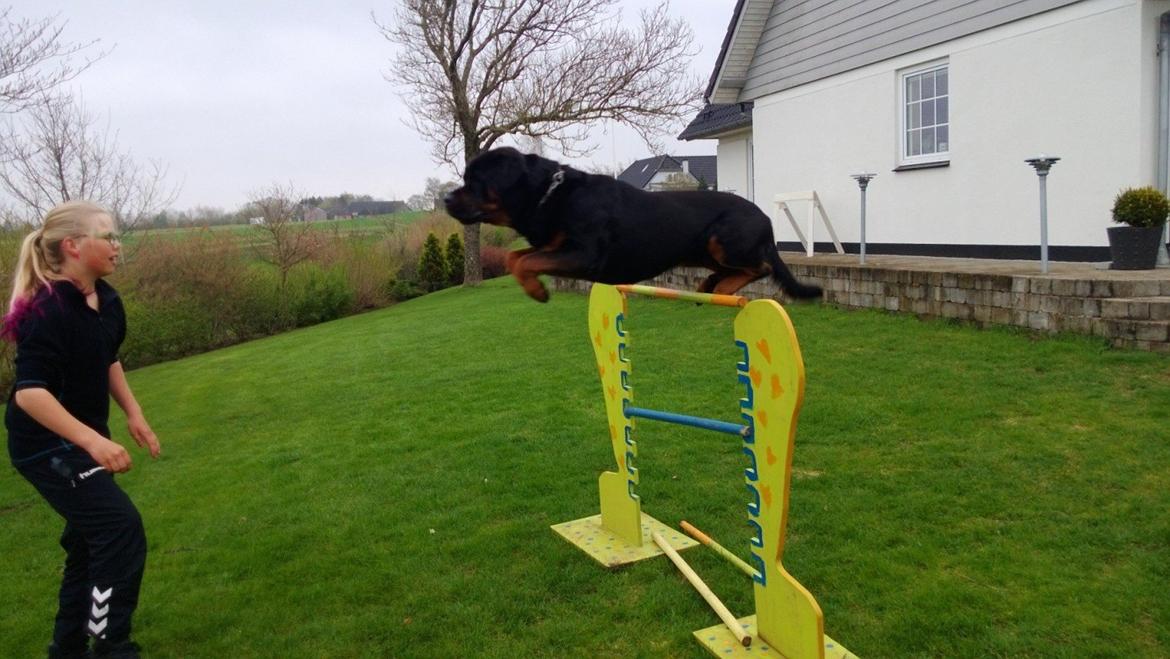 Rottweiler Zonar - Ham den dejlige flyvende over 1.10 cm! <3 JEG ELSKER DIG ZONAR!  billede 13