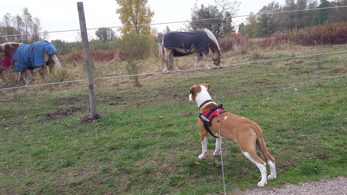 Blanding af racer Vega billede 22