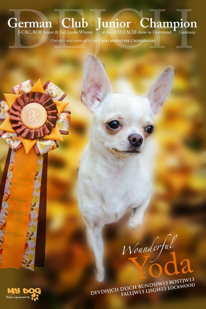 Chihuahua JCH. Lockwood "Yoda" - 10 mdr. gammel kan Yoda skrive 2x Junior championat og 4x Junior vinder titler på cv'et billede 7