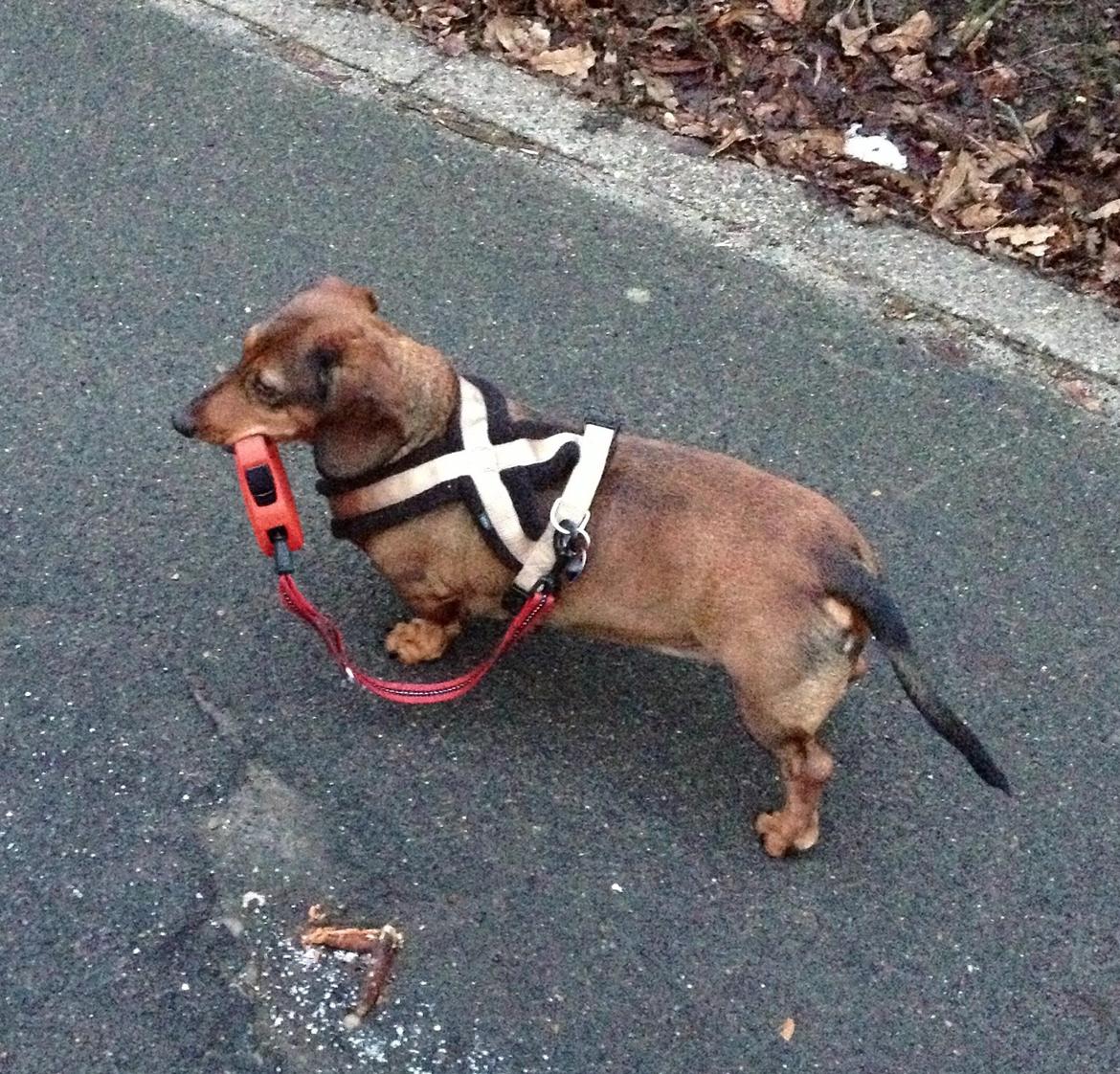 Gravhund Buster billede 14