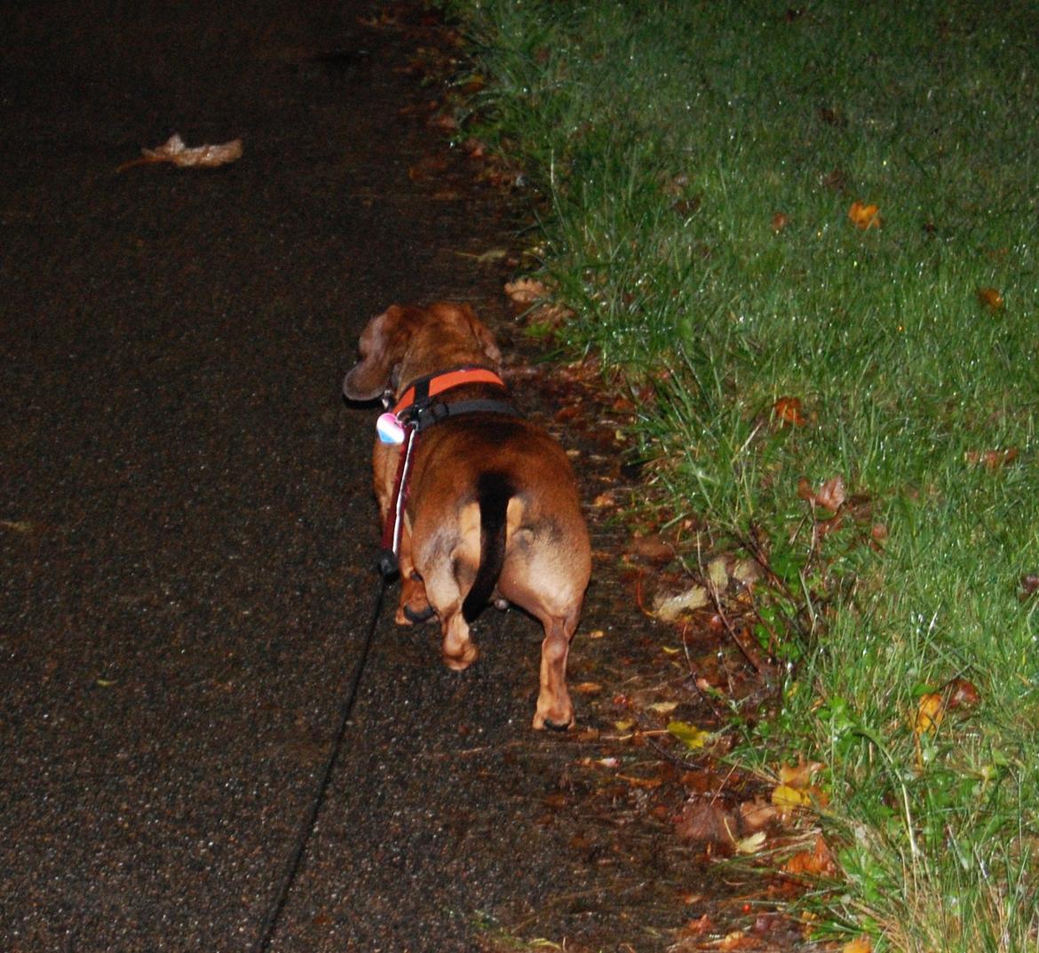 Gravhund Buster billede 15