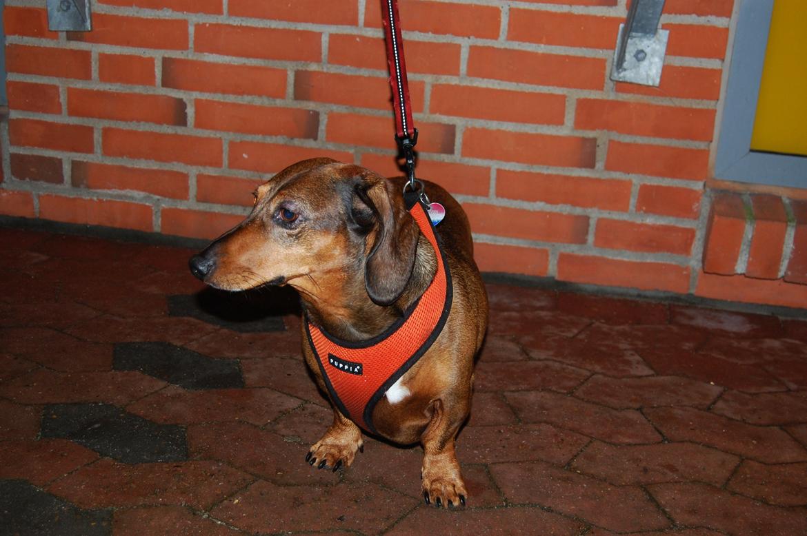 Gravhund Buster billede 16