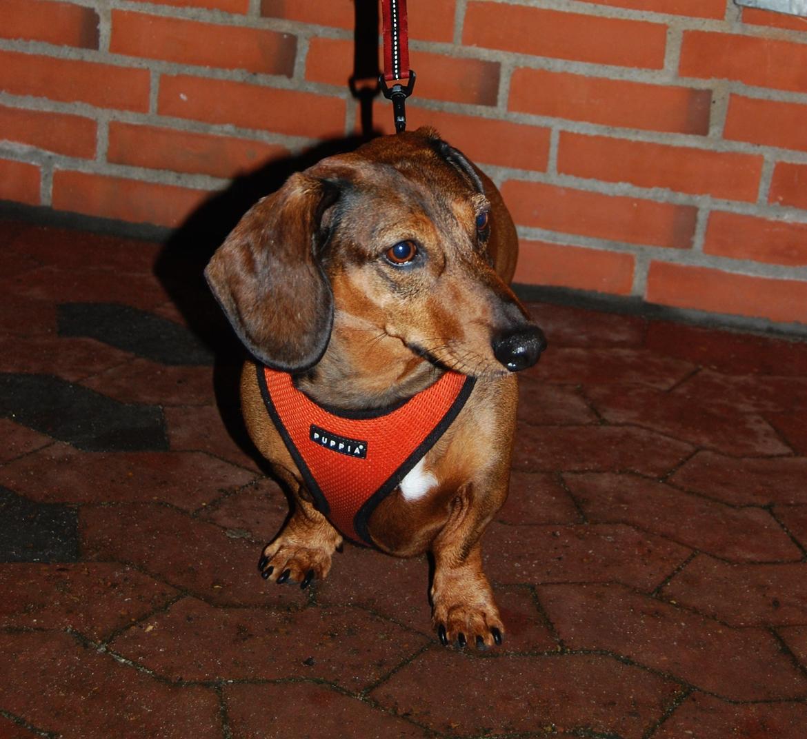 Gravhund Buster billede 2