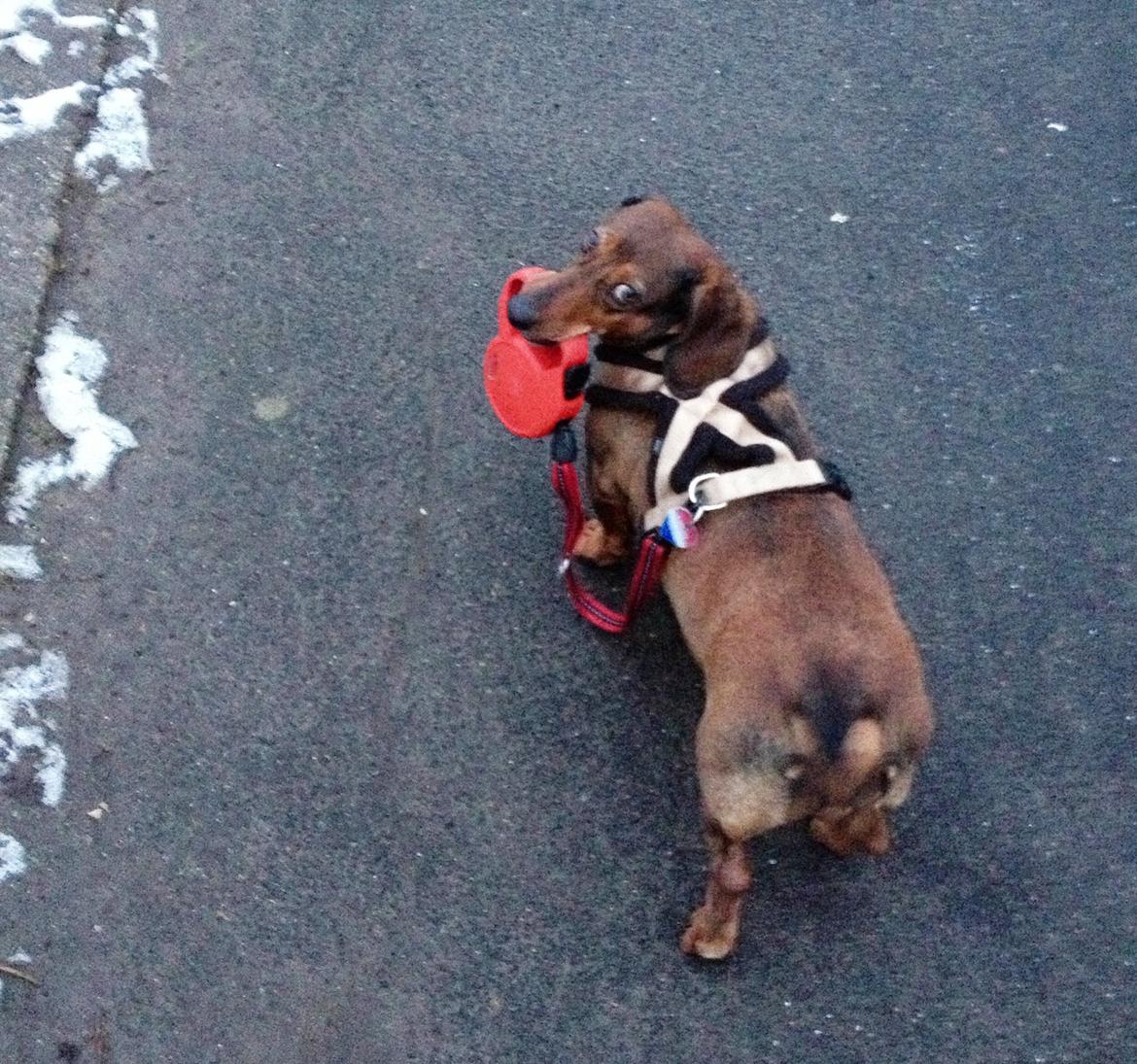 Gravhund Buster billede 17