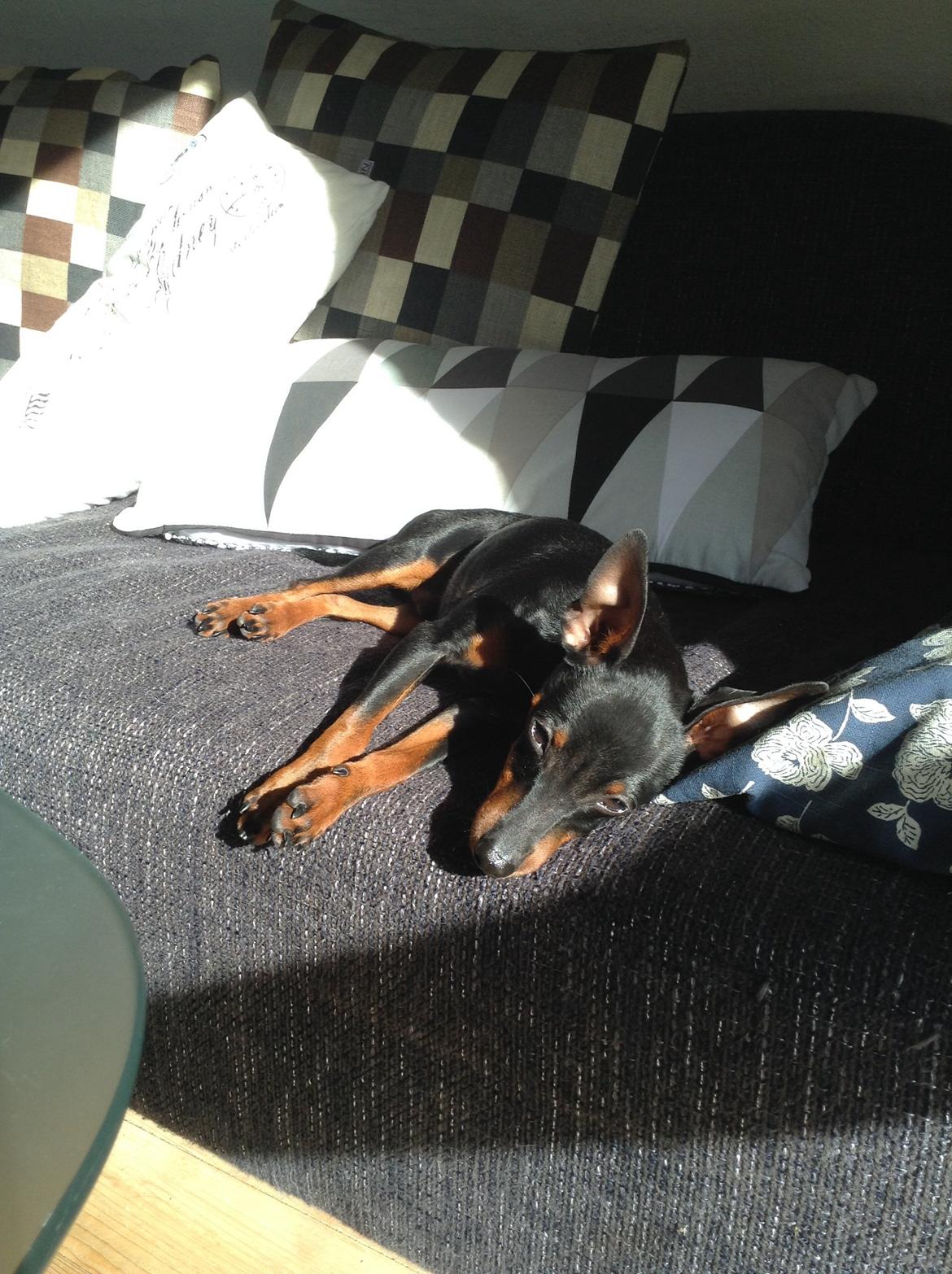Dvaergpinscher Dobber billede 2