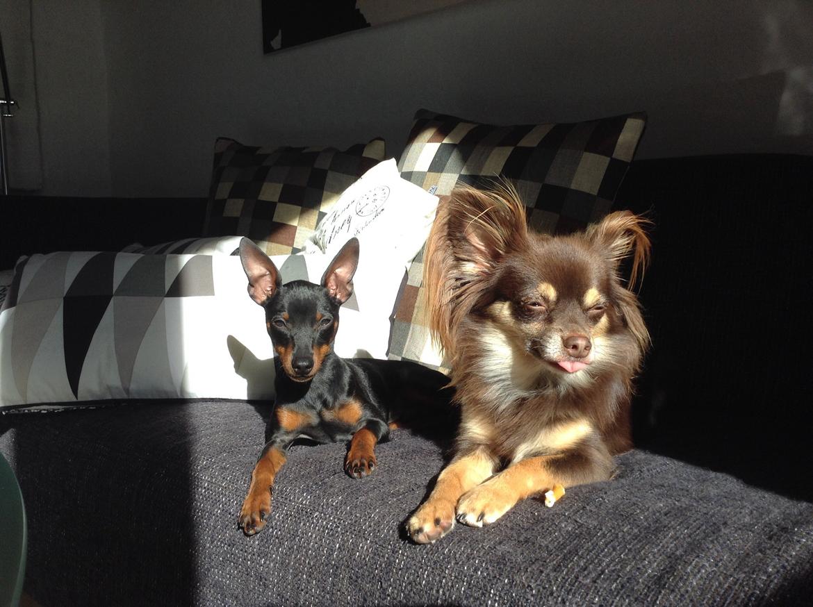 Dvaergpinscher Dobber billede 3