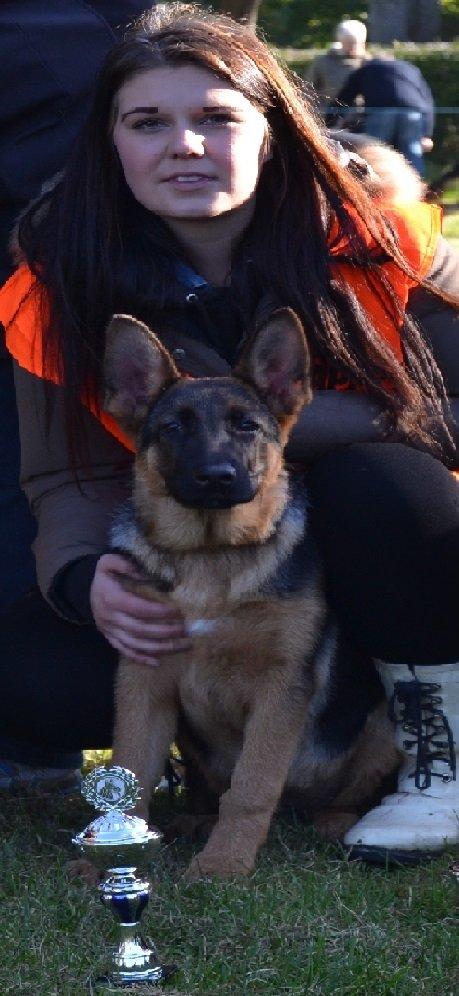 Schæferhund Wildmarkens Kenya billede 1