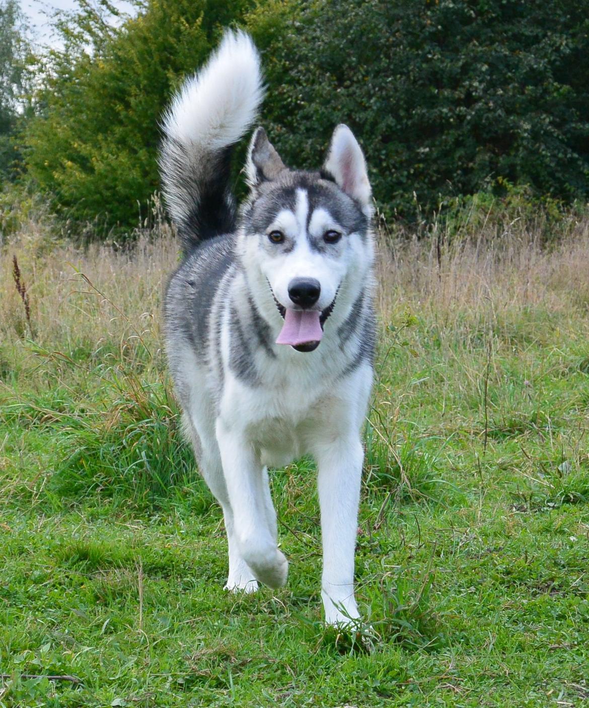 Siberian husky Bobski' - 27 September 2013 billede 14