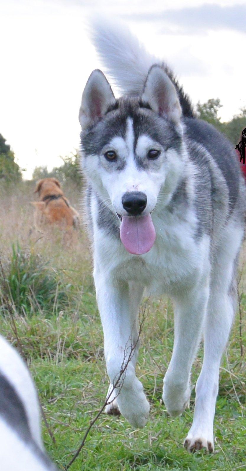 Siberian husky Bobski' - 27 September 2013 billede 16