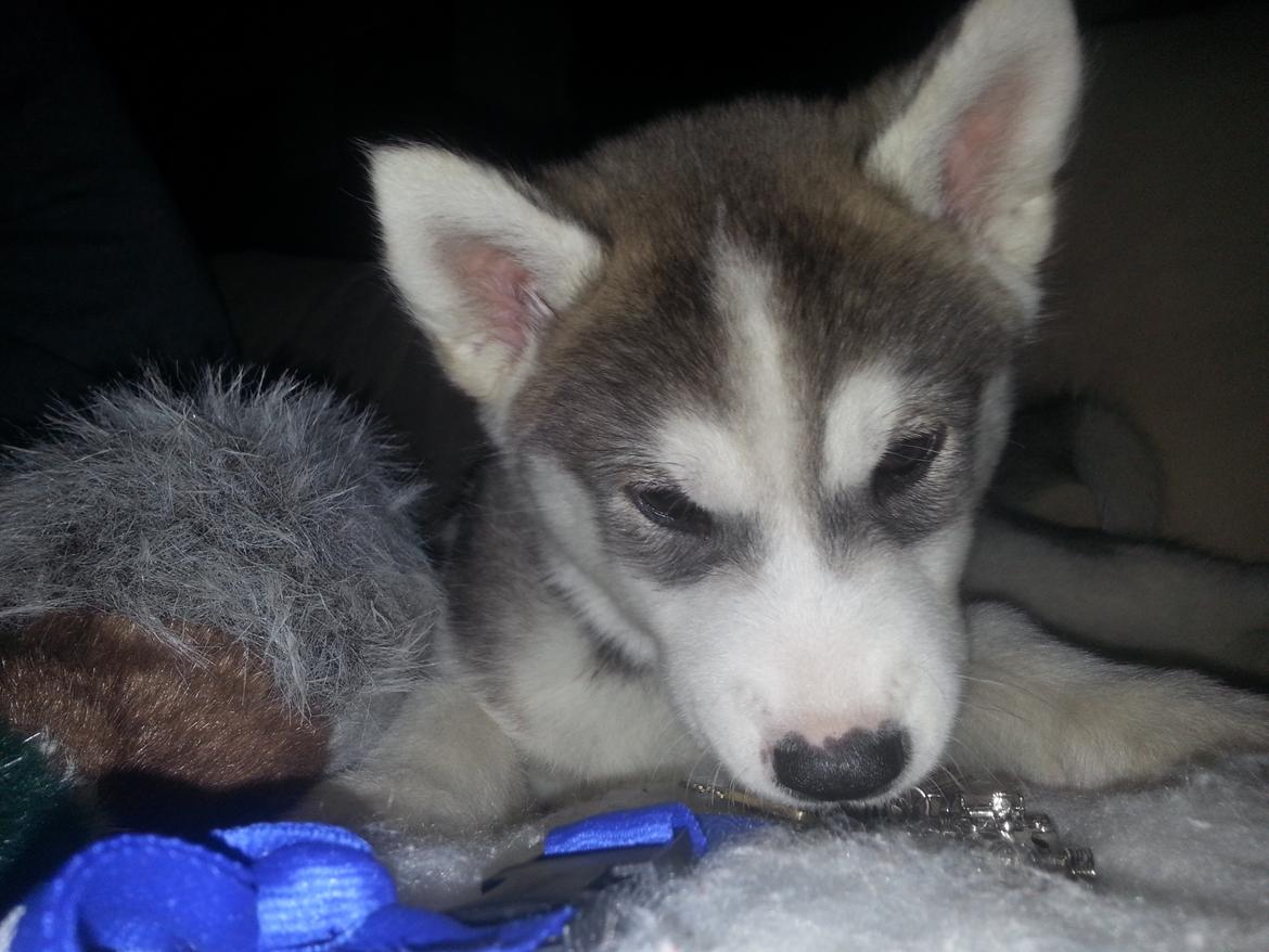 Siberian husky Bobski' - 3 April 2013 (2mdr gammel) billede 13