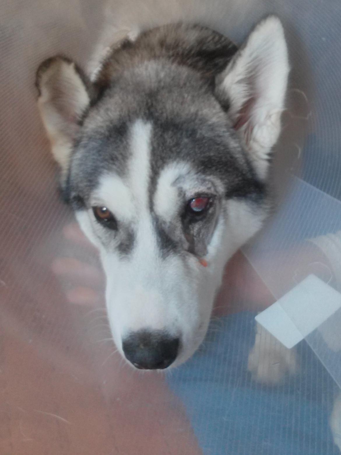 Siberian husky Bobski' - 2 August 2013. Efter operation i øjet billede 21
