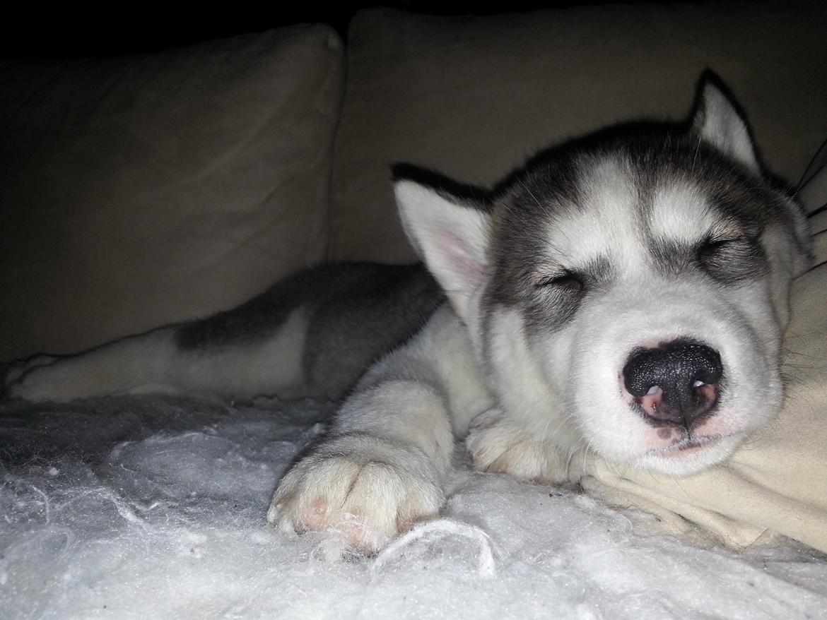 Siberian husky Bobski' - 4 April 2013 billede 18