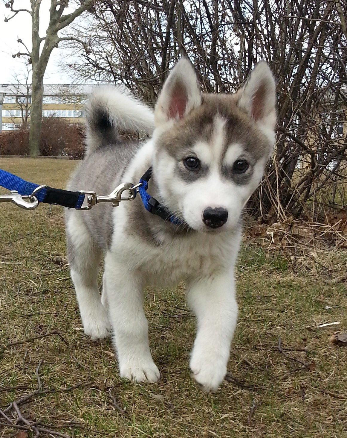 Siberian husky Bobski' - 6 April 2013. 2 mdr gammel billede 11