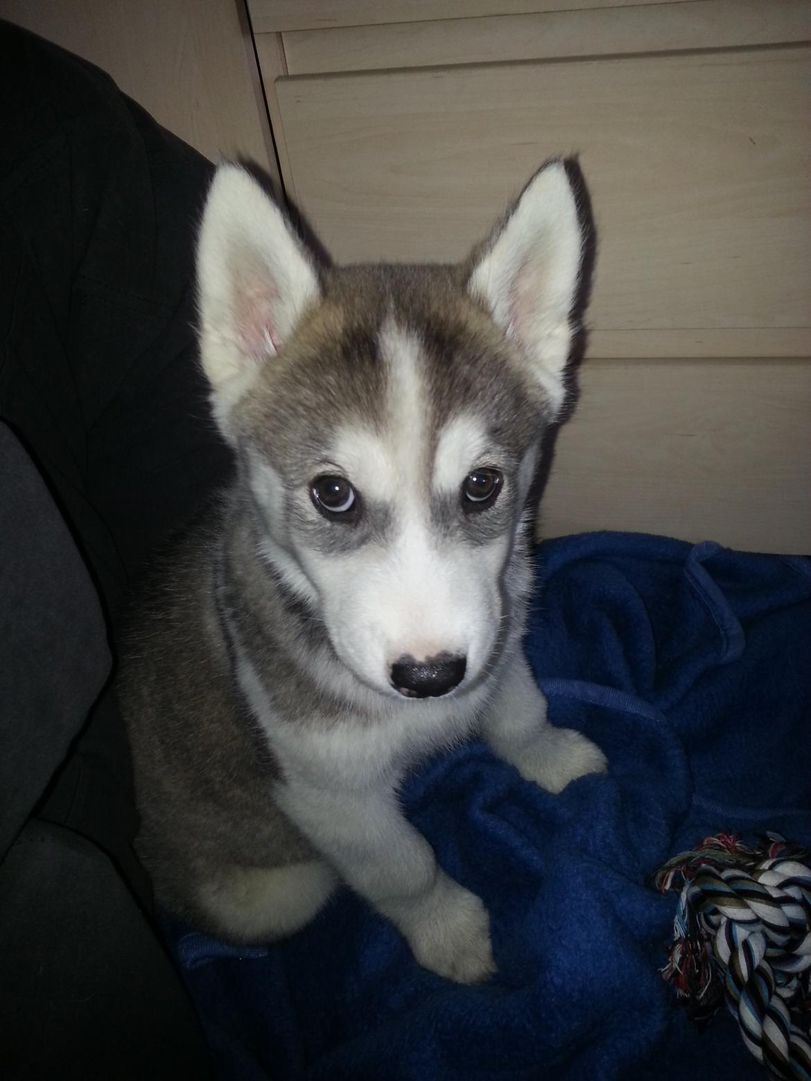 Siberian husky Bobski' - 3 April 2013 billede 19