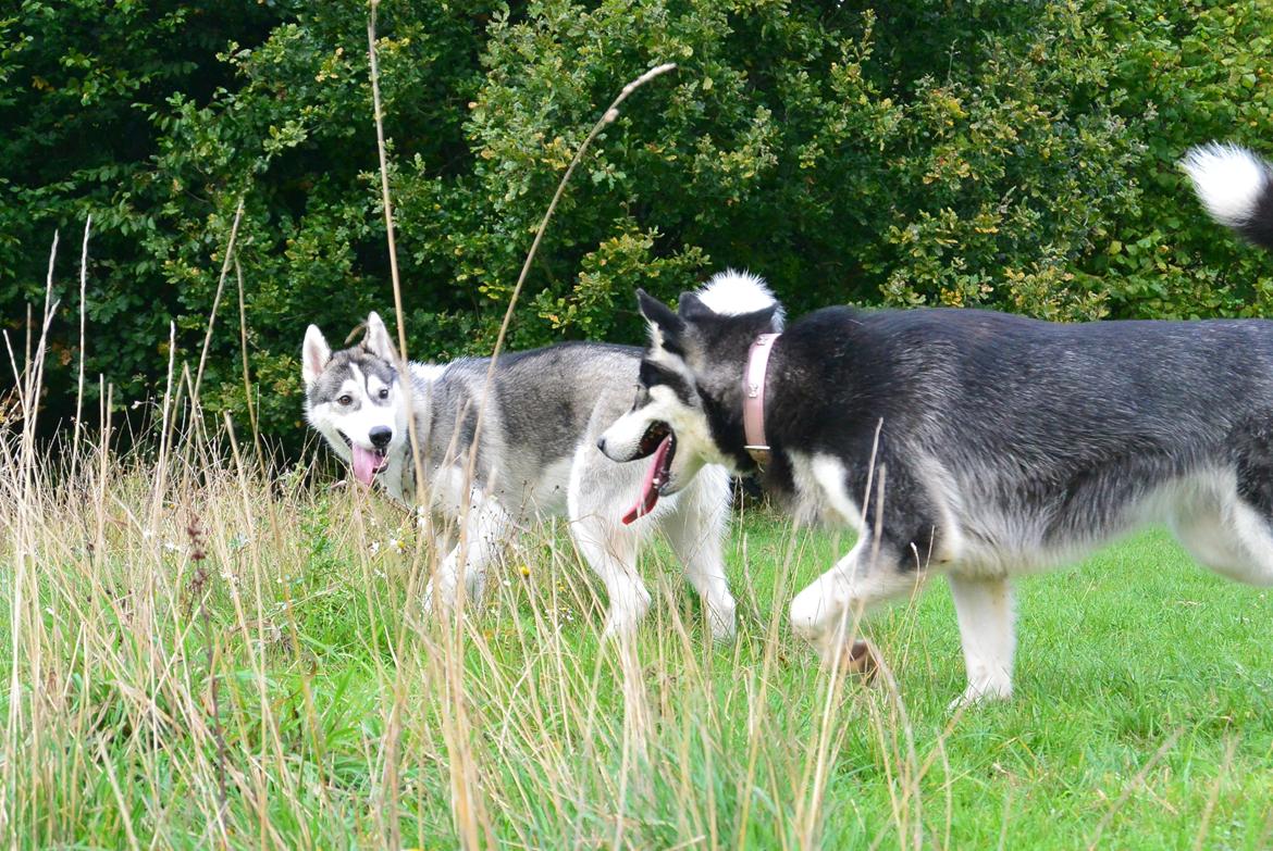 Siberian husky Bobski' - 27 September 2013 billede 17
