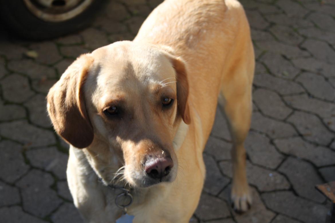 Blanding af racer lady billede 26