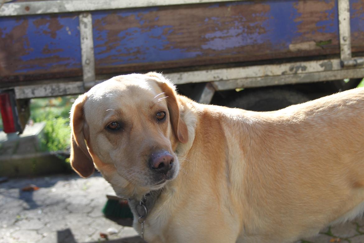 Blanding af racer lady billede 27