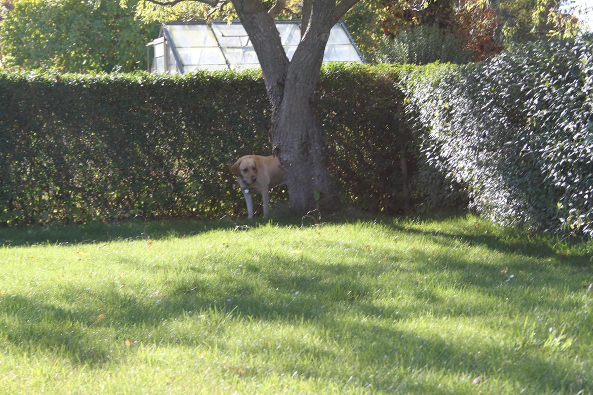 Blanding af racer lady billede 28