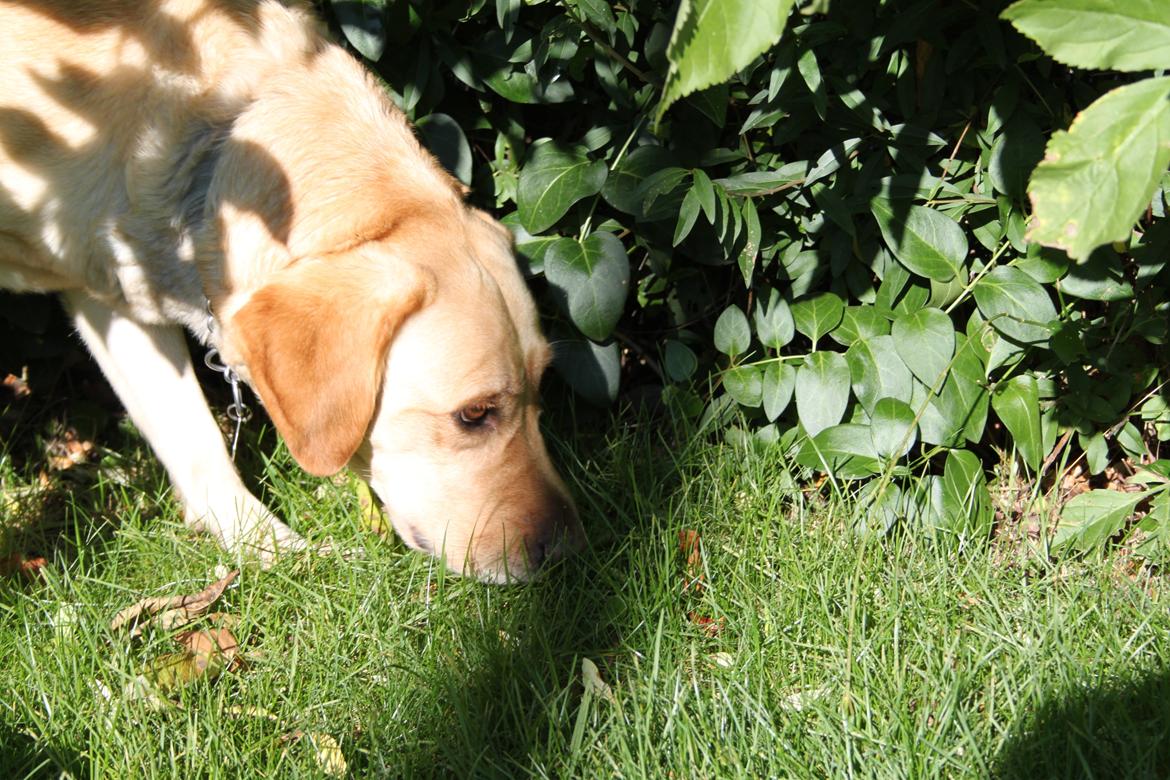 Blanding af racer lady billede 29