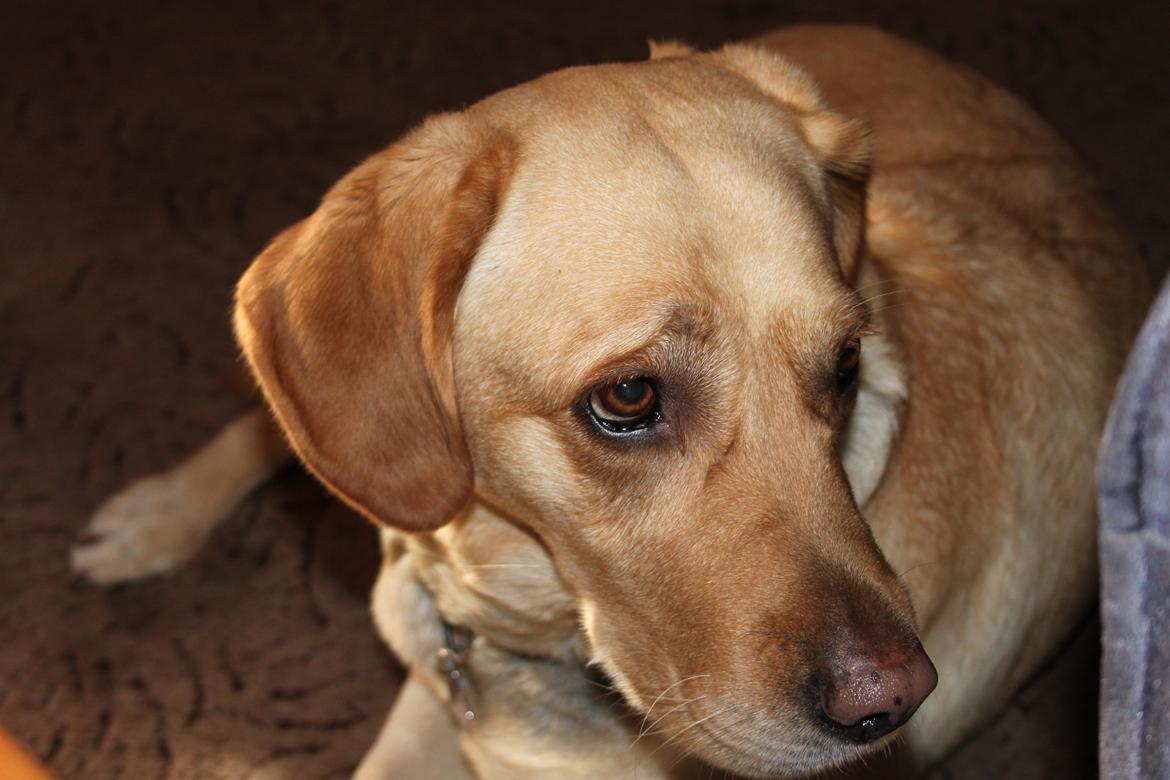 Blanding af racer lady billede 30