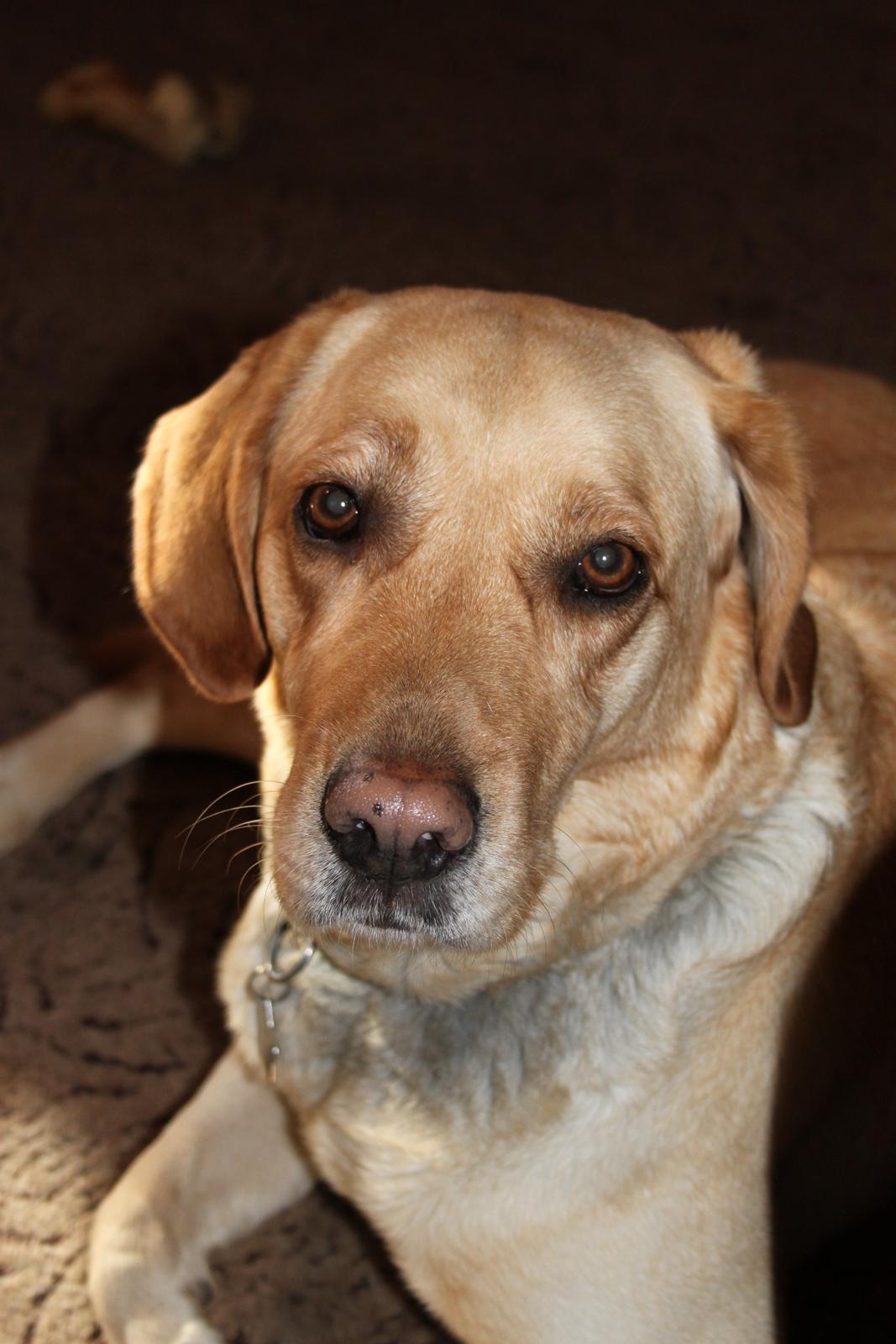 Blanding af racer lady billede 31