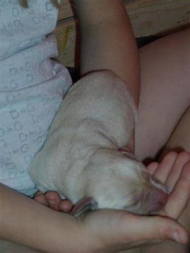 Labrador retriever oskar billede 8