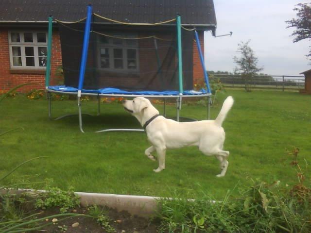 Labrador retriever oskar billede 4