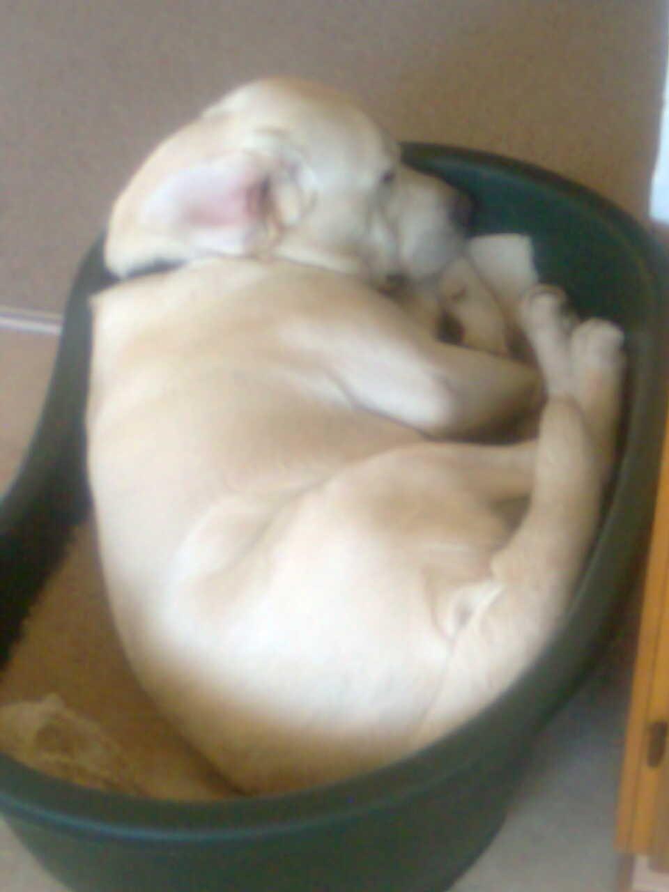 Labrador retriever oskar billede 24