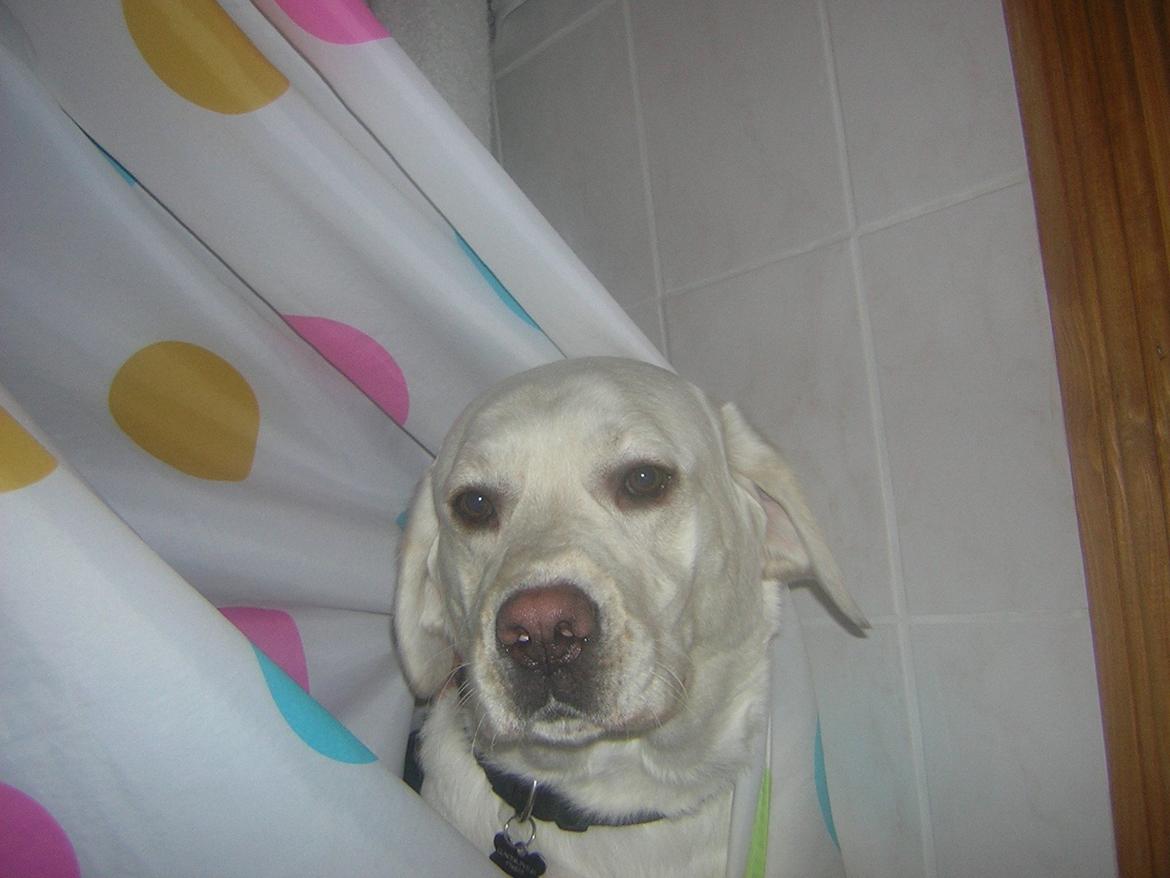 Labrador retriever oskar billede 3