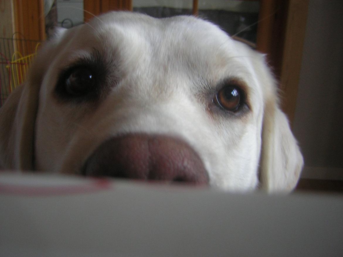 Labrador retriever oskar billede 10