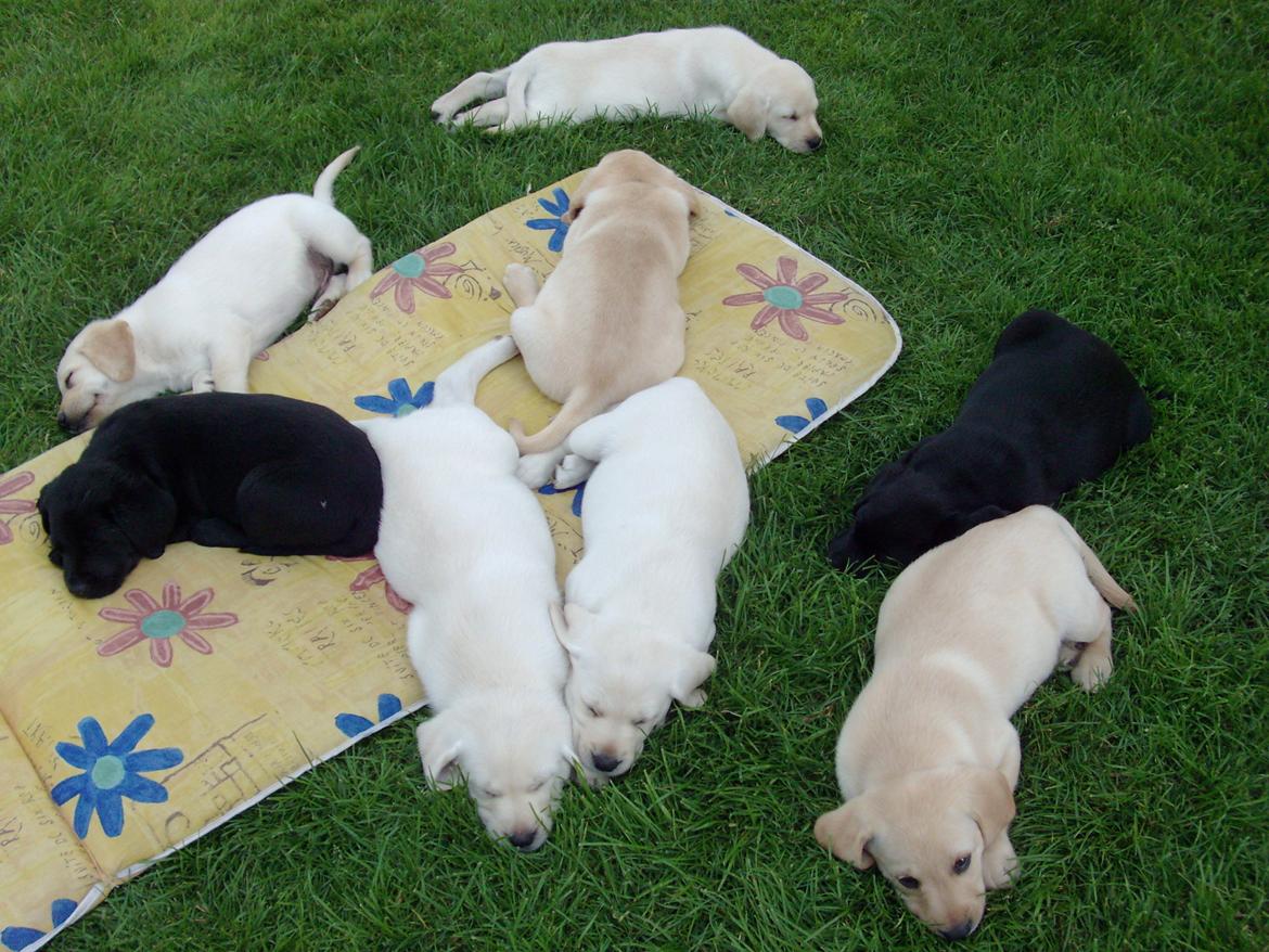 Labrador retriever oskar billede 25