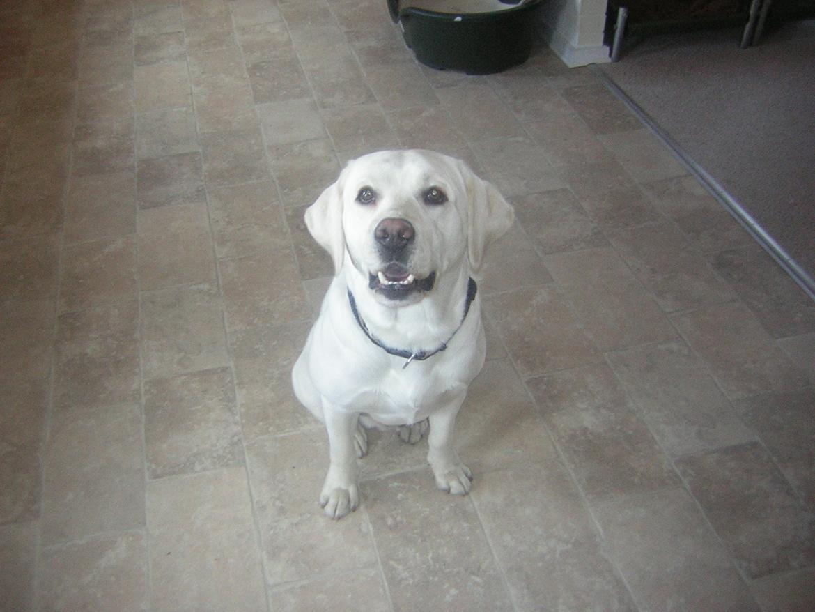 Labrador retriever oskar billede 26