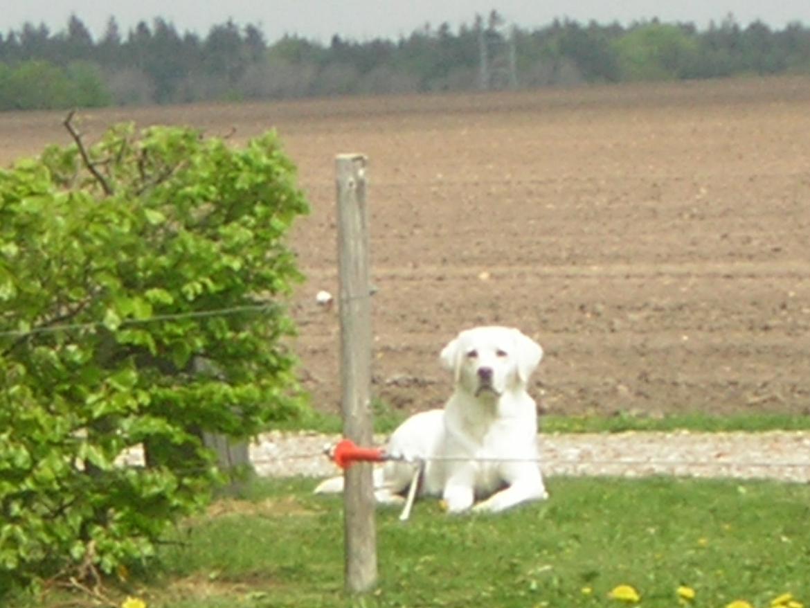 Labrador retriever oskar billede 27