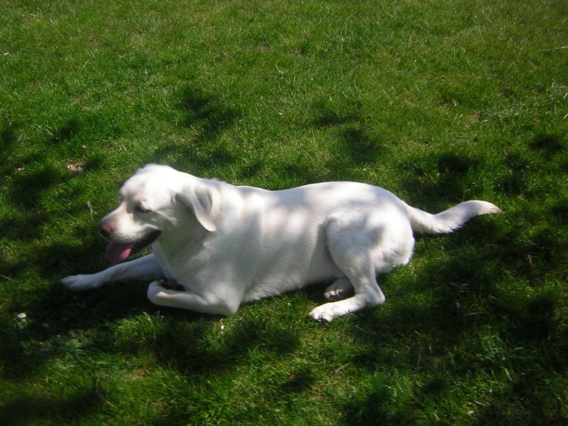 Labrador retriever oskar billede 28