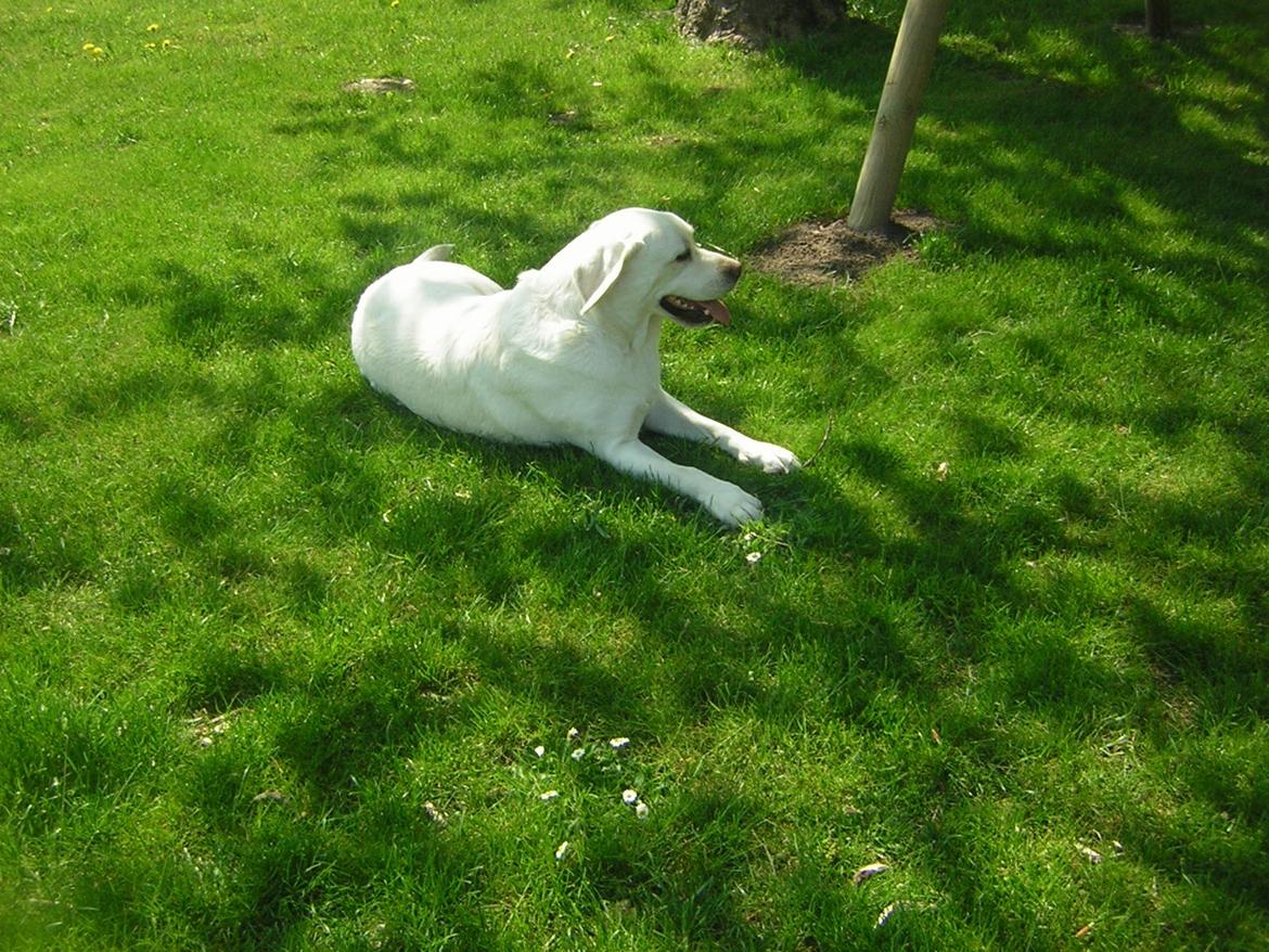 Labrador retriever oskar billede 23
