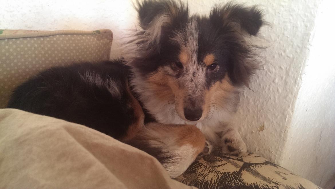 Shetland sheepdog Meeko - Meeko hygger på min hovedpude, som vaneligt om morgenen billede 19