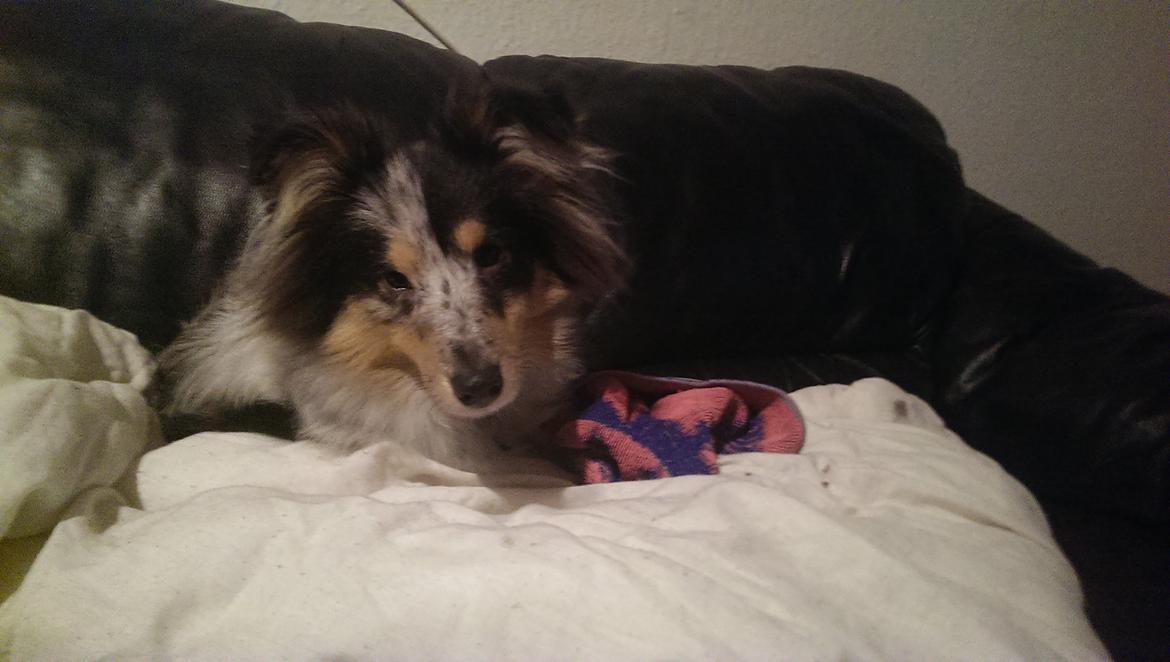 Shetland sheepdog Meeko - Meeko hygger i sofaen :) billede 18