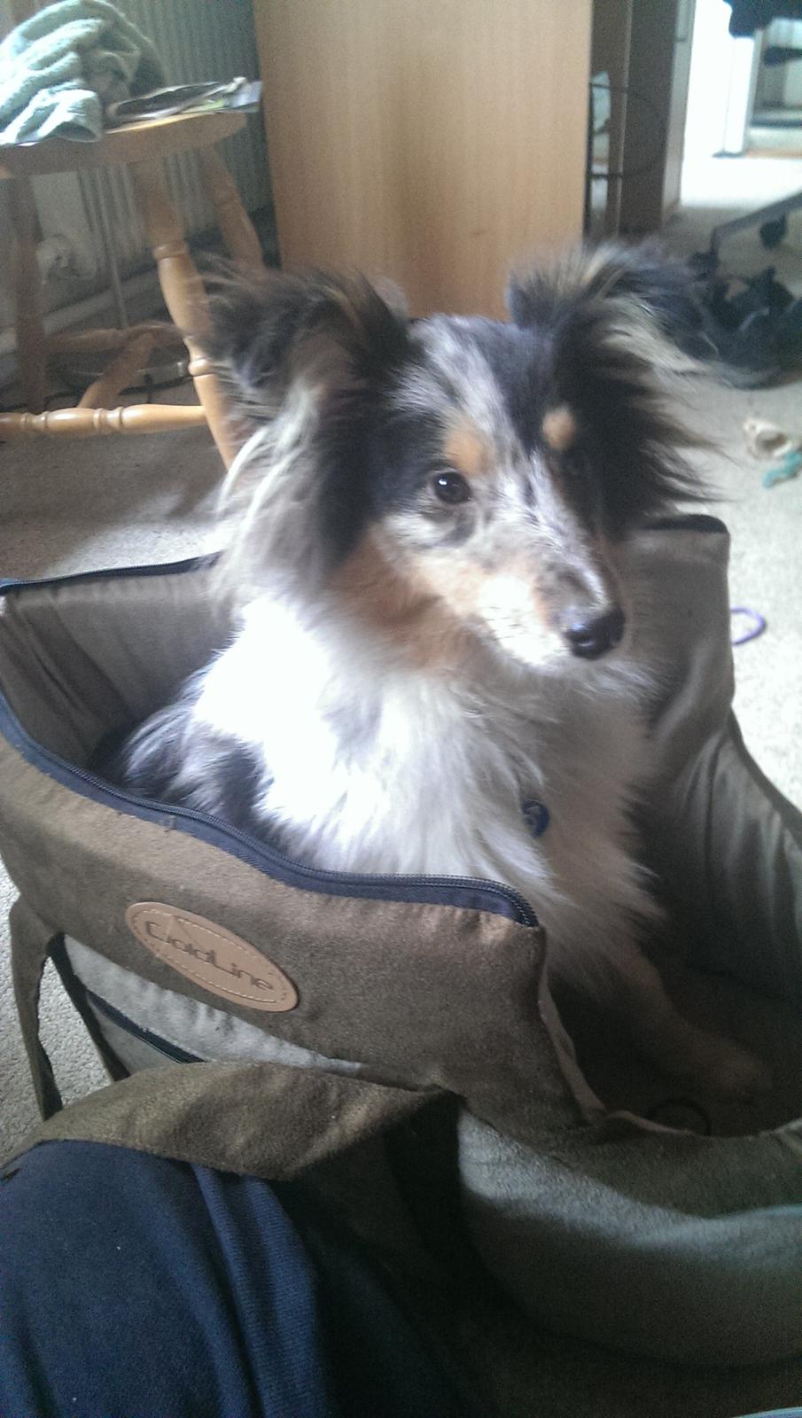 Shetland sheepdog Meeko - Han sidder i sin transporttaske, som han er god til at slappe af i. billede 17