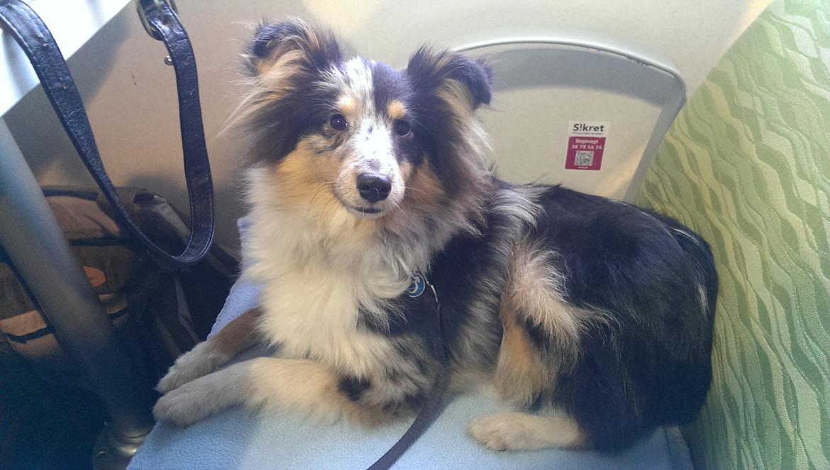 Shetland sheepdog Meeko - Meeko ombord på færgen hvor han fik lov til at ligge på sit tæppe på et sæde ved siden af moar billede 16