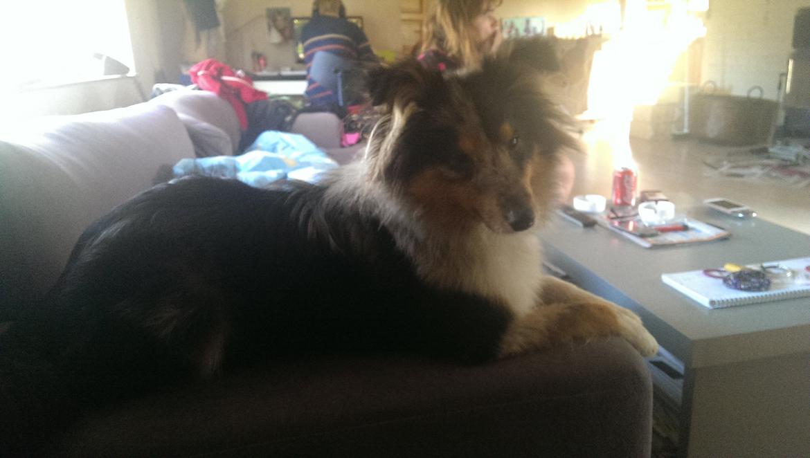 Shetland sheepdog Meeko - Meeko som ligger på armlænet hjemme hos mine forældre. billede 15