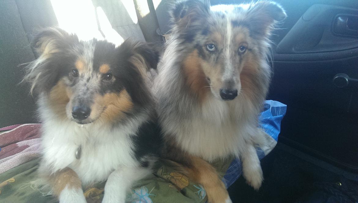Shetland sheepdog Meeko - Meeko ligger sammen med Ziva i bilen, på vej til en hundeskov, for at strække been lidt :) billede 14