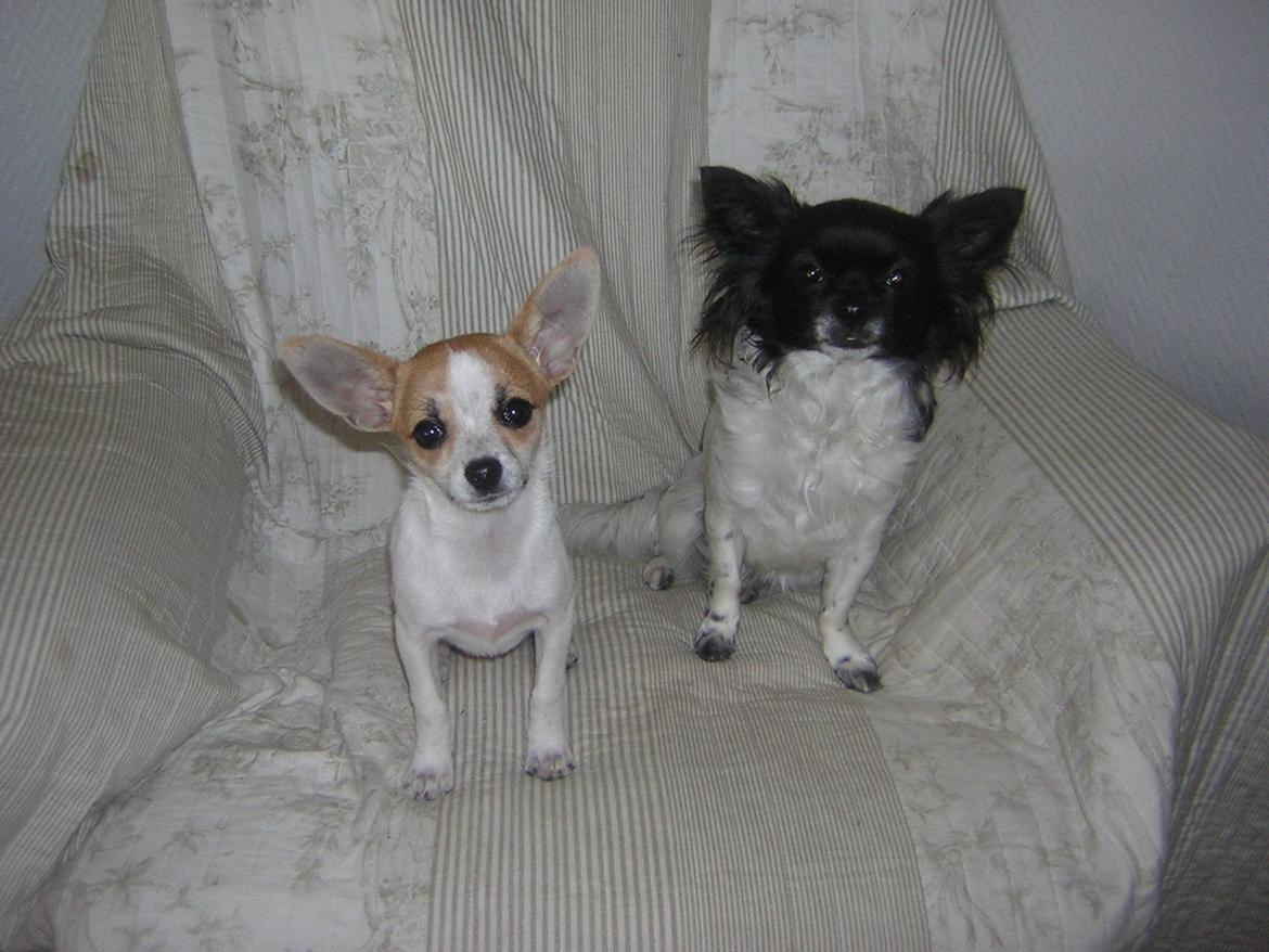 Chihuahua Mille <3 billede 7