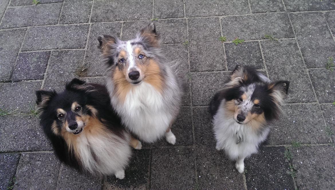 Shetland sheepdog Meeko - Meeko som sidder sammen med Zimba og Ziva. Han ligner jo næsten deres hvalp xD billede 13