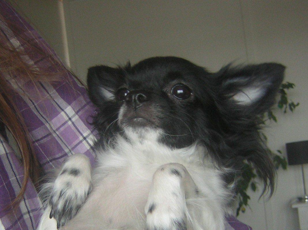 Chihuahua Mille <3 billede 6