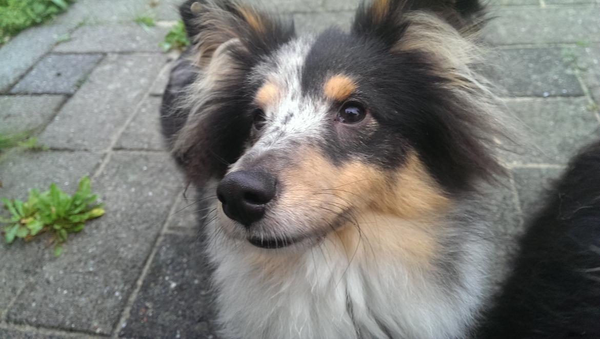 Shetland sheepdog Meeko - Meeko hjemme hos mine forældre :) billede 12