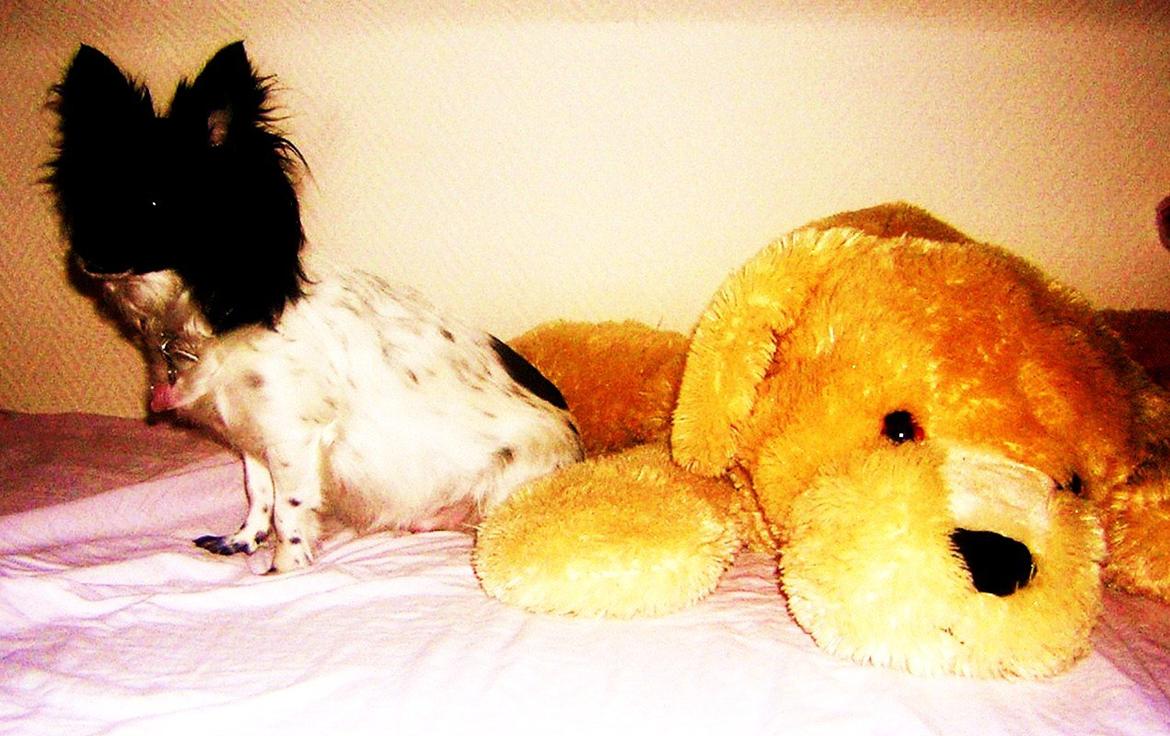 Chihuahua Mille <3 billede 19