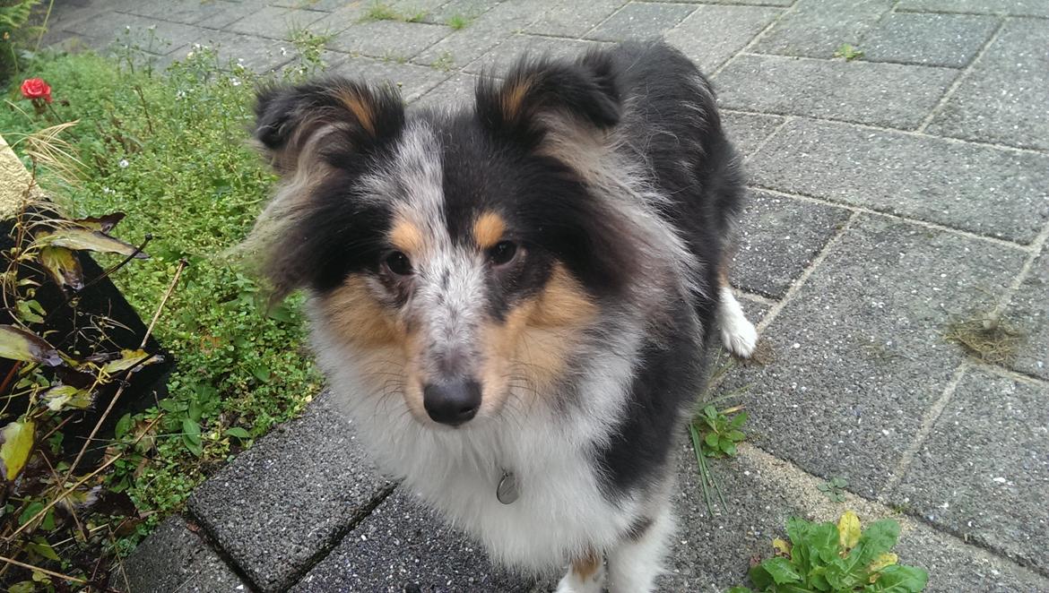 Shetland sheepdog Meeko - Min smuksak <3 billede 11