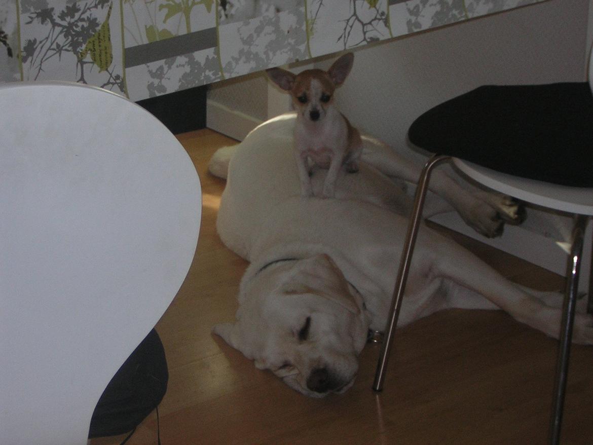 Chihuahua Maggie billede 6