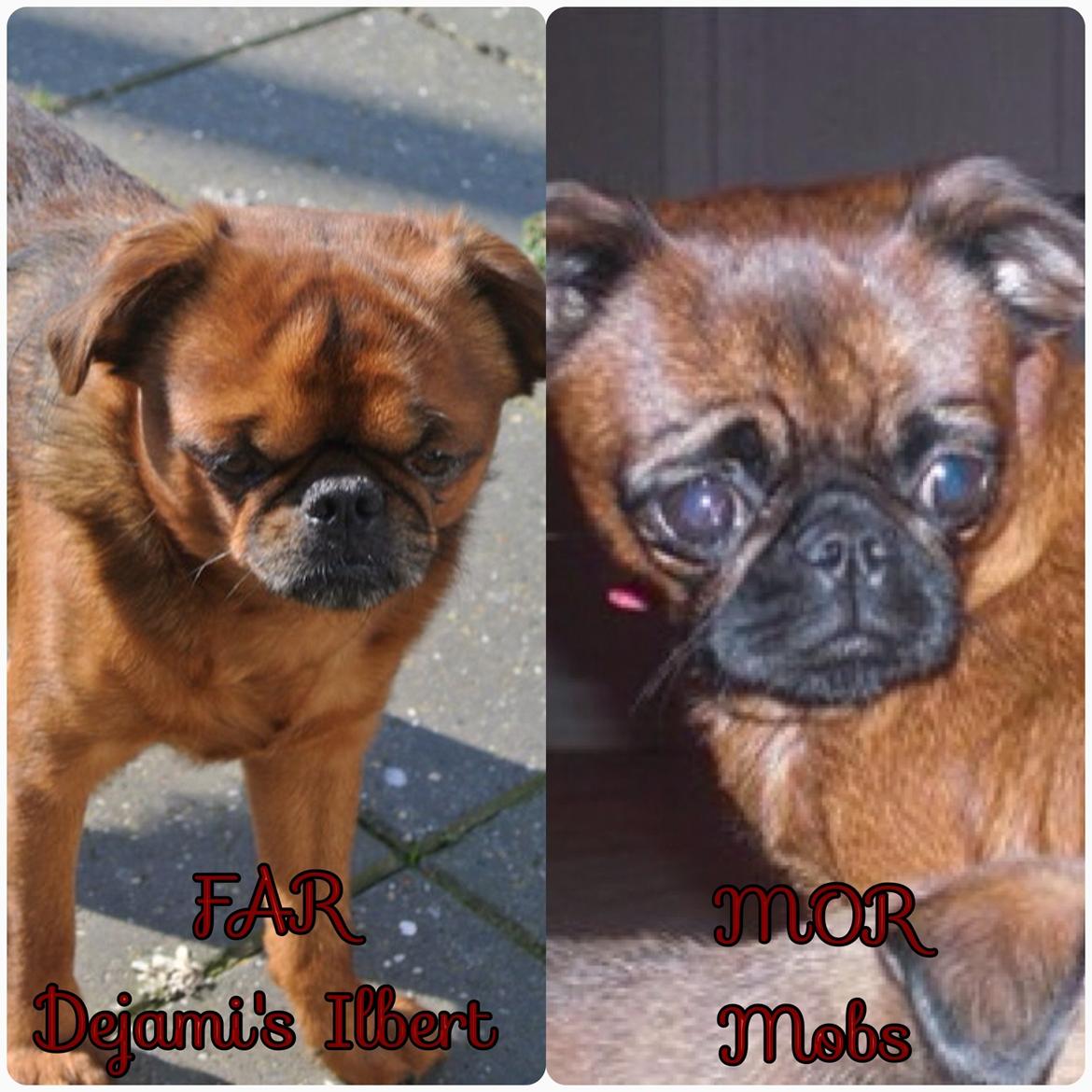 Griffon petit brabancon *~ Thea ~* R.I.P  - Thea's dejlige forældre billede 20