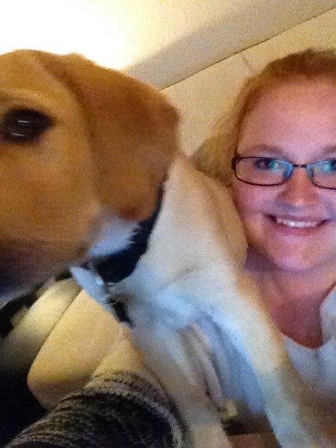 Labrador retriever Carlos billede 8